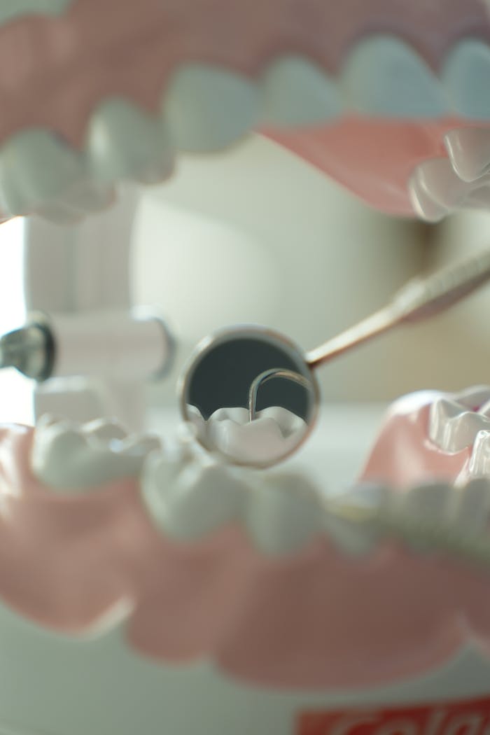 Close-up view of dental tools and model teeth, used for dental education and practice.